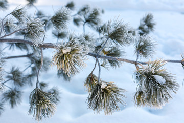 Nature Winter Christmas background with snowy pine tree branches.