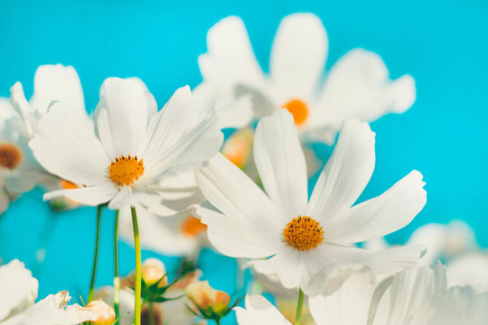 white daisies on blue sky background