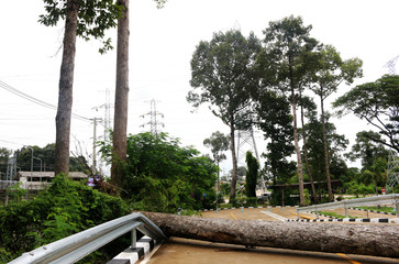 Big trees fell on the road causing damage due to wind storms.