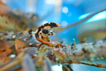 Close up view of Lobster