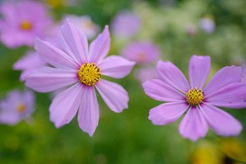 Fototapeta premium cute little pink flower in petal color