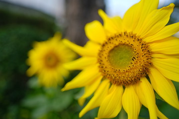 Summer beautiful yellow sunflower blossom