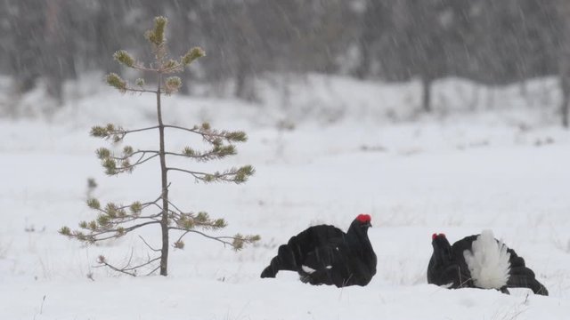 Black Grouses lekking on the snow. Scientific name : Tetrao Tetrix. Natural habitat. Early Spring.