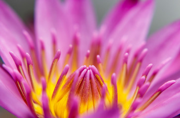 Beautiful purple water lilly or lotus on water
