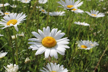 Fototapeta premium bright flowers daisies fresh green vegetation in the Park on the lawn in summer