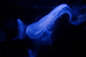Jellyfish in black and blue