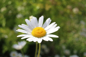 bright flowers daisies fresh green vegetation in the Park on the lawn in summer