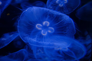 Jellyfish in black and blue