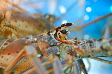 Close up view of Lobster