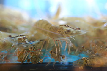 Shrimp in fist tank seafood