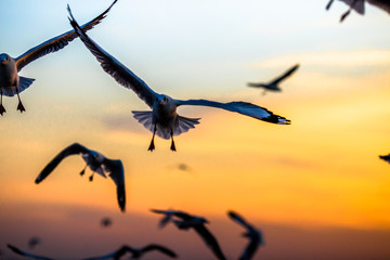 Naklejka premium The blurred abstract background of the seagulls flying with the twilight light in the evening, and a multitude of birds on the branch while watching the evening.