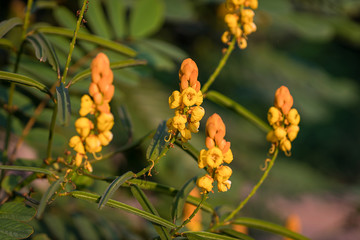 Candle bush flowers in the plantation . Beautiful Senna alata plant.Also known as emperor's candlesticks,candle bush. candle bush flower or ringworm bush in the forest with nature blurry background.