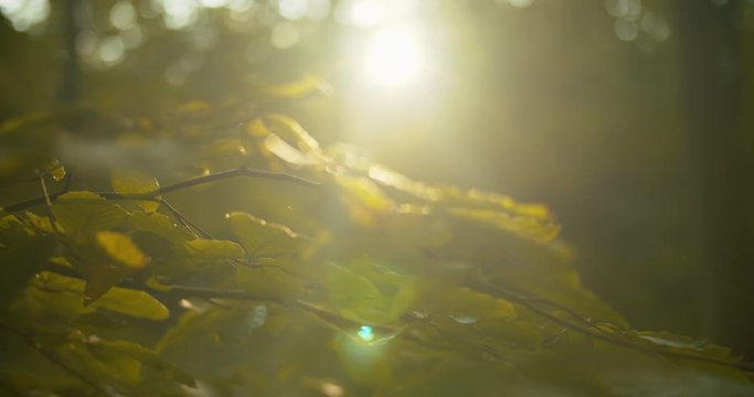 Cinematic slider shot of fall forest in golden hour light.

Perfect for nature and dok video projects.