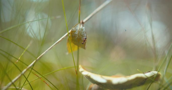 cinematic macro shoot of ant inspecting its territory on leaf.

perfect for nature and travle video projects.