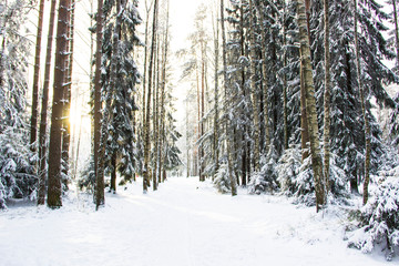 Nature, landscape, walking concept-beautiful winter landscape with snow-covered trees under sunlight. Snowy road in the winter forest, snowy spruce, sunny winter day. Winter background. 
