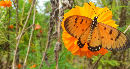 butterfly on yellow flower