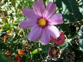 Purple joy in the autumn sun
