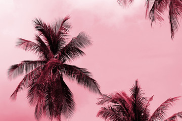 Fototapeta na wymiar Palm trees against a cloudy sky on a sunny day. Tropical background pink color toned