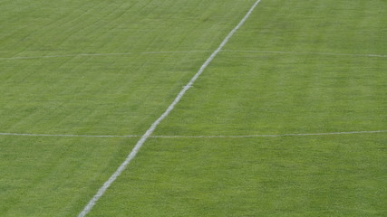 field with lines of grass