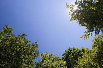 Fototapeta premium primary forest, wilderness, jungle, abies alba, altitude, bijele stijene, cloud, cold, common beech, croatia, dinaric, europe, european beech, european silver fir, forest, gorski kotar, green, hiking,