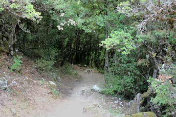 Abandoned trees and underbrush in Vikos gorge Epirus Greece