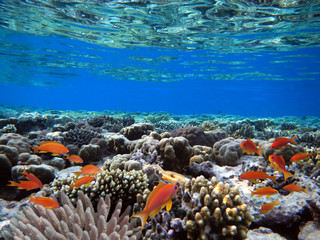 Naklejka na ściany i meble Red sea coral reef with hard corals, fishes