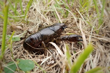 Wild Brown Crawfish Crayfish Mudbug