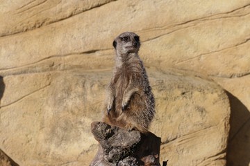 Animal suricate