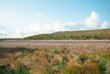 large reed field, low hills, bushes and river with clear blue sky in Australia