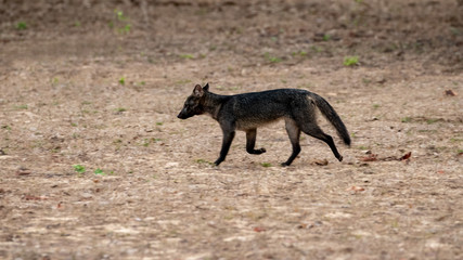 Ein Krabbenfuchs in der Seitenansicht bei der morgendlichen Kontrollrunde