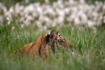 The Siberian tiger (Panthera tigris Tigris), or  Amur tiger (Panthera tigris altaica) in the grassland.