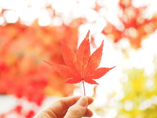 autumn