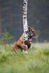 The Siberian tiger (Panthera tigris Tigris), or  Amur tiger (Panthera tigris altaica) in the grassland.