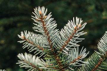 A branch of spruce in the mountains