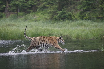 Obraz na płótnie Canvas The Siberian tiger (Panthera tigris Tigris), or Amur tiger (Panthera tigris altaica) in the forest walking in a water.