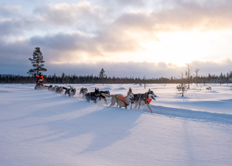 Dog sledding in Jamtland, Sweden