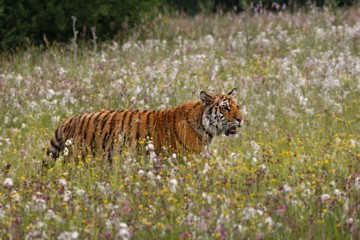 The Siberian tiger (Panthera tigris Tigris), or  Amur tiger (Panthera tigris altaica) in the grassland.