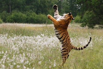 The Siberian tiger (Panthera tigris Tigris), or  Amur tiger (Panthera tigris altaica) in the...