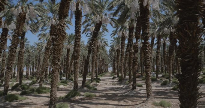 Dolly between rows of date palm trees in plantation in middle east, wide shot