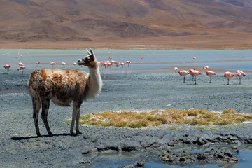 Lama und Flamingos, Bolivien © Wally