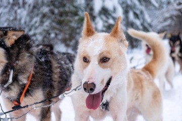 Sled dogs in Sweden