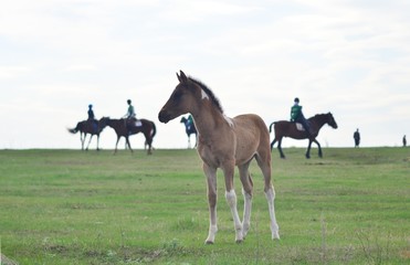 horses in field