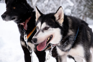 Sled dogs in Sweden