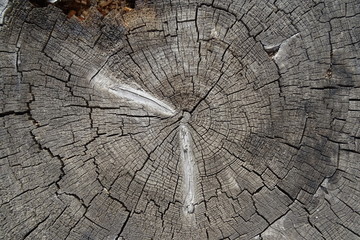 Old cracked tree stump texture. Natural wooden background.