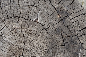 Fototapeta premium Old cracked tree stump texture. Natural wooden background.