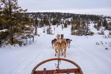 Dog sledding in Jamtland, Sweden