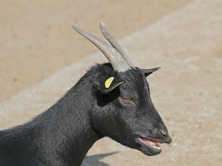 Hausziege