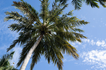 Fototapeta na wymiar Looking up wide angle view of a palm tree with coconuts, in the Maldives at a partly cloudy sunny sky