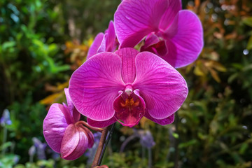Pink phalaenopsis orchids