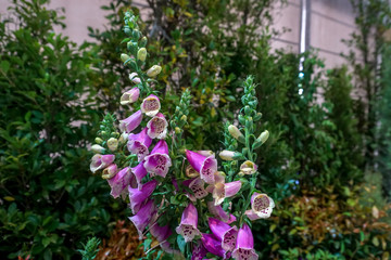 Foxglove flowers in the garden